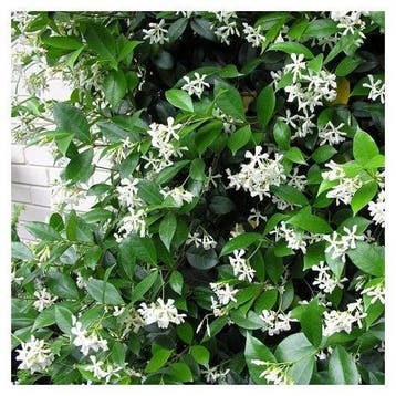 Toscaanse jasmijn, diverse hoogtes leverbaar, Ophalen, Zomer, Vaste plant, Klimplanten