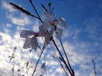 Gaura lindheimeri 'Whirling Butterflies' Prachtkaars, P9, Tuin en Terras, Planten | Tuinplanten, Ophalen of Verzenden, Zomer, Vaste plant