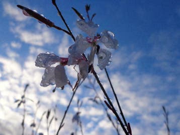 Gaura lindheimeri 'Whirling Butterflies' Prachtkaars, P9, Tuin en Terras, Planten | Tuinplanten, Ophalen of Verzenden, Zomer, Vaste plant