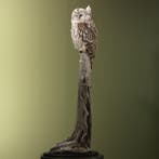 Oeraluil Taxidermie Opgezette Dieren By Max, Verzamelen, Dierenverzamelingen, Ophalen of Verzenden, Nieuw, Vogel, Opgezet dier
