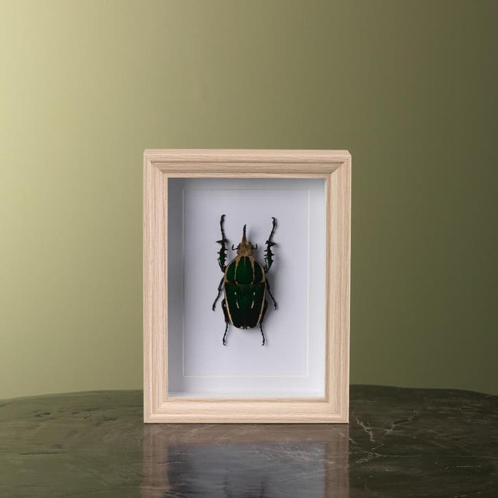 Mecynorhina Kever in Lijst, Verzamelen, Dierenverzamelingen, Opgezet dier, Nieuw, Insect, Ophalen of Verzenden