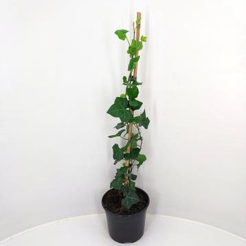 Hedera hibernica | Klimop | € 5,00, Tuin en Terras, Ophalen, Vaste plant, Klimplanten, Halfschaduw