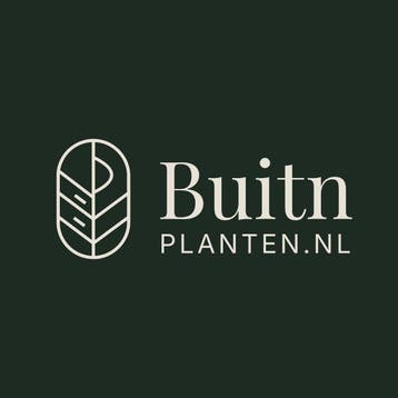Portugese Laurier palletdeal | 30, 50 of 80 planten, Verzenden, Laurier, Haag, Minder dan 100 cm