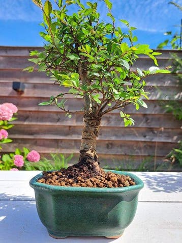 Chinese iep bonsai (Ulmus parviflora) - Hoogte (boom): 22 cm