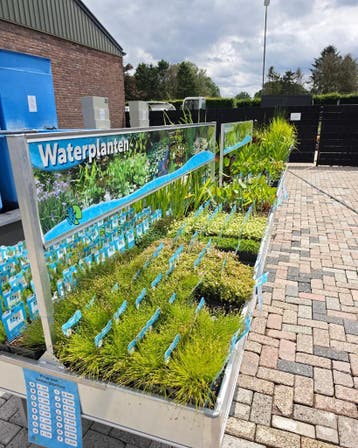 Vijverplanten en Waterplanten | Ruime keuze in Wintelre, Nieuw