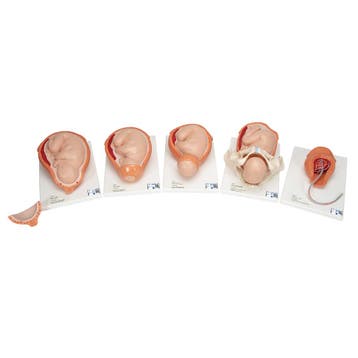 Anatomie model geboorte (complete serie van 5 modellen), Nieuw
