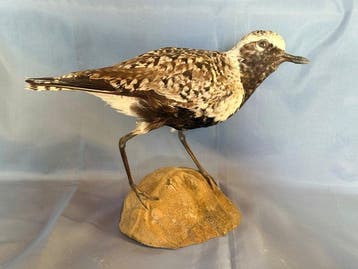 Pivieressa Taxidermie volledige montage - Pluvialis, Nieuw