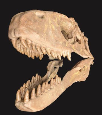Fossiele schedel - Deinonychus antirrhopus - Museum-Grade