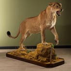 Leeuwin Taxidermie Opgezette Dieren By Max, Ophalen of Verzenden, Nieuw, Wild dier, Opgezet dier