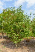 Syringa josikaea meerstammig 200-250