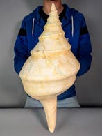 Grote Australische trompet Zeeschelp - Syrinx aruanus, Nieuw