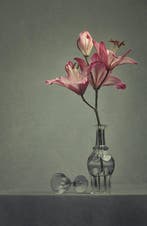 Ursula van de Bunte - Pink Lilly