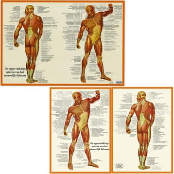 Anatomie poster spieren (Nederlands, gelamineerd, A2 + A..., Nieuw