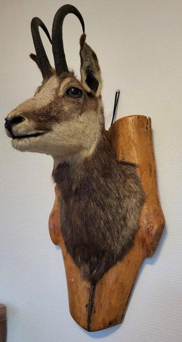 Gems Taxidermie volledige montage - Rupicapra rupicapra - 65, Verzamelen, Nieuw