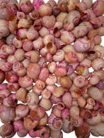 Nattai schelpen Fuchsia washed 1 kilo, Ophalen of Verzenden, Nieuw