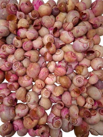 Nattai schelpen Fuchsia washed 1 kilo, Ophalen of Verzenden, Nieuw