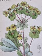 Diedrich Franz Leonhard von Schlechtendal (1794 / 1866) -