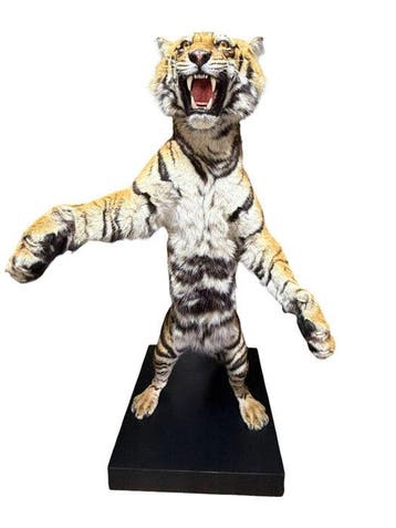 Siberische tijgers Taxidermie volledige montage - Panthera, Nieuw