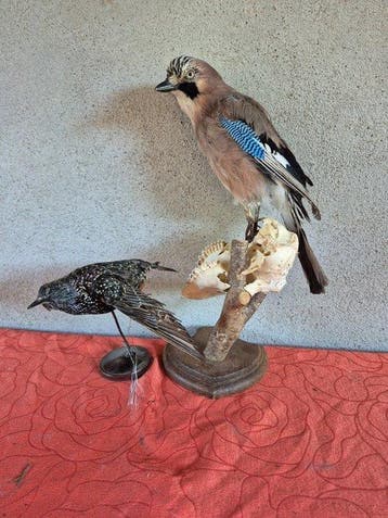 Blauwe gaai van eiken en spreeuw Taxidermie wandmontage -, Nieuw