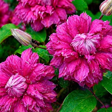 Clematis Purpurea Plena Elegans container (P14), Verzenden, Overige soorten, Struik