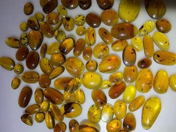 Birmese barnsteen - Barnsteen (Zonder minimumprijs)