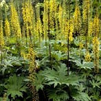 Ligularia przewalskii - Wortelgoed - 5 stuks, Tuin en Terras, Planten | Tuinplanten, Verzenden