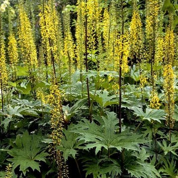 Ligularia przewalskii - Wortelgoed - 5 stuks, Tuin en Terras, Planten | Tuinplanten, Verzenden