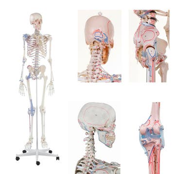 Anatomie model menselijk skelet met origo en insertie va..., Nieuw