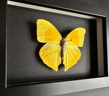 Vlinder Taxidermie volledige montage - Phoebis Rurina