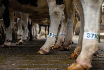 Genummerde pootbanden voor koeien – vanaf €5,31, Verzenden, Veehouderij, Melktechniek