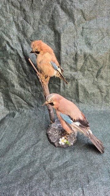Blauwe gaai van de eiken Taxidermie wandmontage - Garrulax, Nieuw