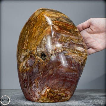 Natuurlijk groot versteend hout Vrije vorm- 8280.41 g