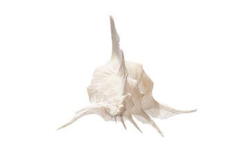 Alabaster murex $$$ EXTREEM GROOT $$$ Skelet - Siratus