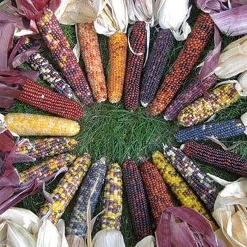 Zea Rood Husk siermaiszaden 250 zaden, Ophalen of Verzenden, Nieuw