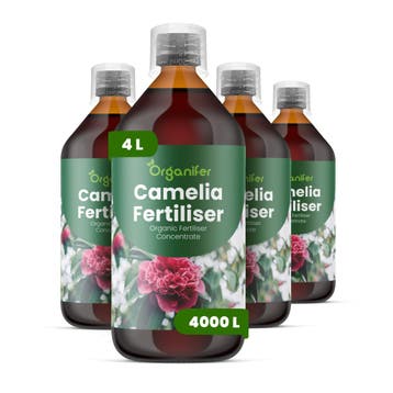 Camellia Vloeibare Meststof - 4x1 liter, Verzenden, Mest