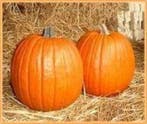 Howden Biggie Halloweenpompoen basiseenheid zaden, Ophalen of Verzenden, Nieuw