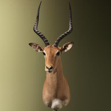 Impala Taxidermie Opgezette Dieren By Max, Verzamelen, Dierenverzamelingen, Ophalen of Verzenden, Nieuw, Wild dier, Opgezet dier