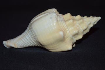Zeeslak Zeeschelp - S-284 TURBINELLA ANGULATA (Zonder, Verzamelen, Nieuw
