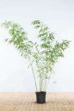 Bamboe / Fargesia Rufa 175-200 cm - Pot, Tuin en Terras