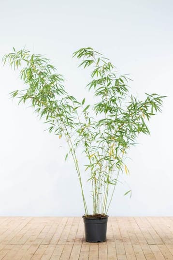 Bamboe / Fargesia Rufa 175-200 cm - Pot, Tuin en Terras
