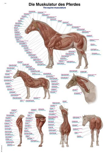 Anatomie poster spieren paard (papier, 50x70 cm), Nieuw
