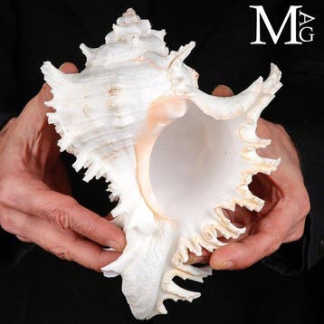De meest spectaculaire schelpen in de mariene wereld schelp