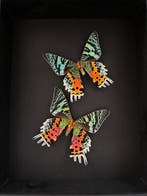 Mot Taxidermie volledige montage - Urania Ripheus Femelles -, Nieuw