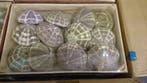 Zeeegel Sea Urchin Alfonso Naturel LET OP 10 stuks, Ophalen of Verzenden, Nieuw