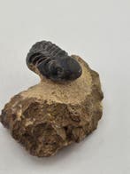 Trilobiet - Gefossiliseerd dier - Phacops - 5 cm (Zonder, Verzamelen