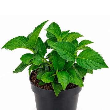 Hortensia Masja (Boerenhortensia) container (P17) Raskleur, Tuin en Terras, Verzenden, Overige soorten, Halfschaduw