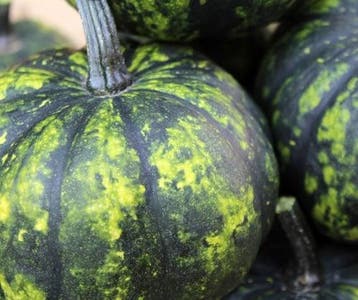 Phantomita f1 groen wit gevlekt klein eetpompoentje, Ophalen of Verzenden, Nieuw