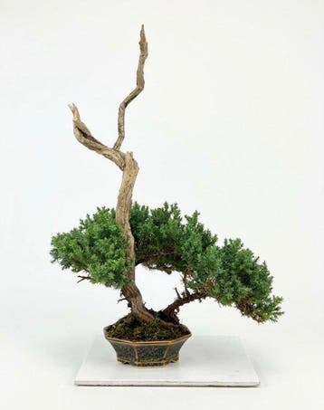 Jeneverbes bonsai (Juniperus) - Hoogte (boom): 39 cm -