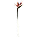 Strelitia Paradijsvogelbloem Oranje 66 cm per stuk, Ophalen of Verzenden, Nieuw