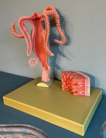 Anatomisch model - Kunststof - 1960-1970 - Zoetwaterpoliep